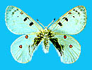 Parnassius phoebus zamolodtschikovi, holotype male