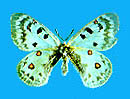 Parnassius phoebus zamolodtschikovi, paratype female