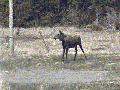 Mr Moose