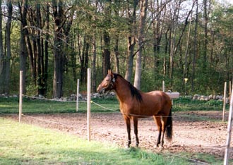 dina4.jpg (37320 bytes)