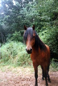 dina6b.jpg (27151 bytes)