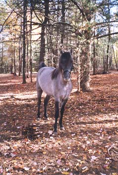 tint2.JPG (42486 bytes)