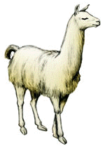 ::.. Llama ..::