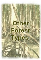 Some facts about the other types of forests in Malaysia