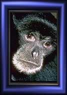 Click to see enlarged picture