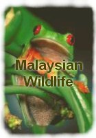 Some facts about Malaysian wildlife