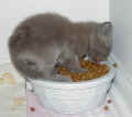 kitteninbowl2.jpg (302918 bytes)
