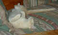sleephard.jpg (125260 bytes)