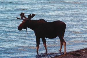 Yellowstone Lake