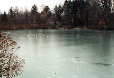 Frozen Lake with Birds