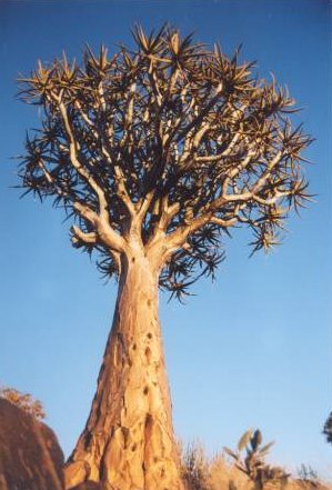 Een kokerboom, een alo