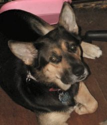 Molly under the desk