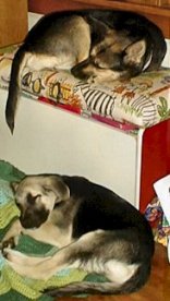 It's tough being a dog. Molly and Gren napping