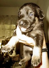 Little Boy