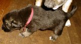 Little Girl