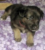 littlegirl at 4 weeks!