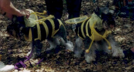 bees.jpg (42558 bytes)