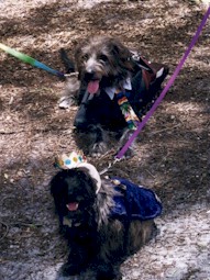 designdogs.jpg (25440 bytes)