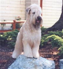tylerrck.jpg (10680 bytes)