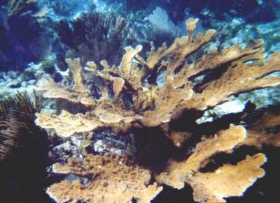 Coral at Puerto Morelos