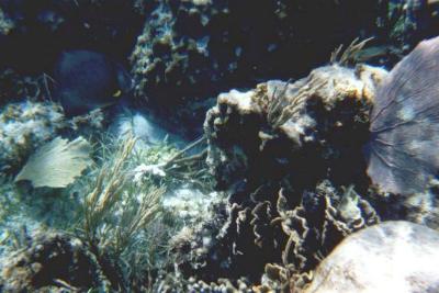 Snorkeling at Puerto Morelos
