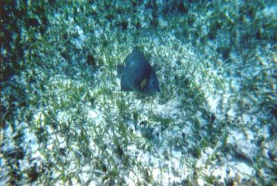 Snorkeling Fish