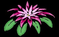MJs Flower