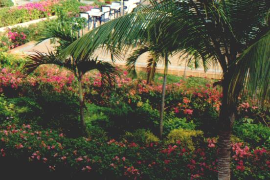 View Outside of Building 5 Facing the Entertainment Area, Pool, and Beach