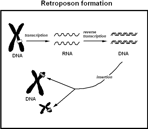 [Fig3]