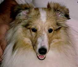 Picture of Willie