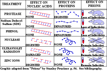 experiments demonstrate that prions are proteins.