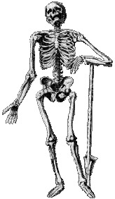 Bones