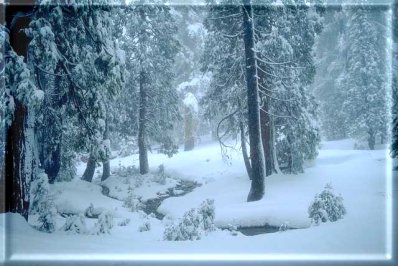 Winter Scene