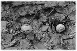 Image (photograph)