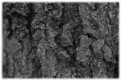 Image (photograph)