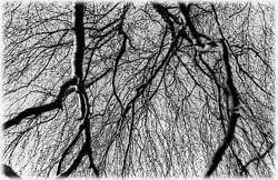 Image (photograph)