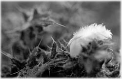 Image (photograph)