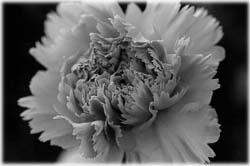 Image (photograph)