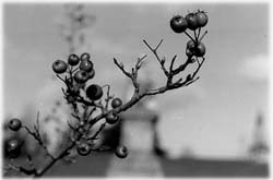 Image (photograph)