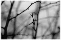 Image (photograph)