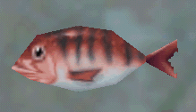 Crimson Sailfin. A 9-pounder at least.
