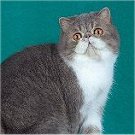 McCloud