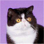 Photo of Simon