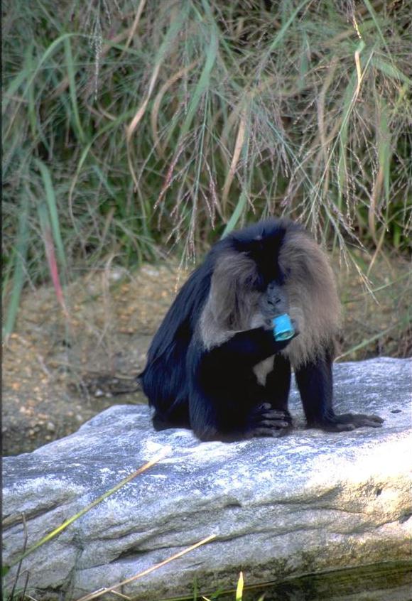 Animl034.jpg (94414 bytes)