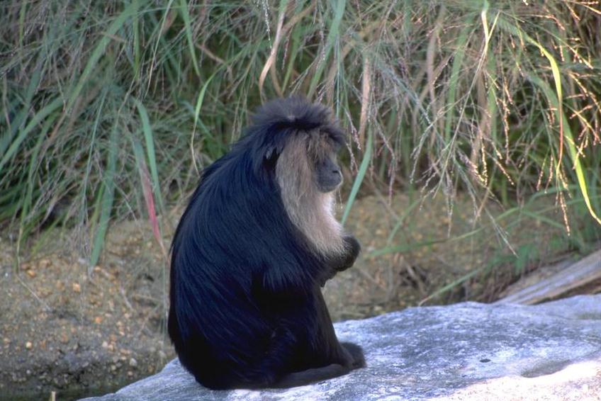 Animl042.jpg (84632 bytes)