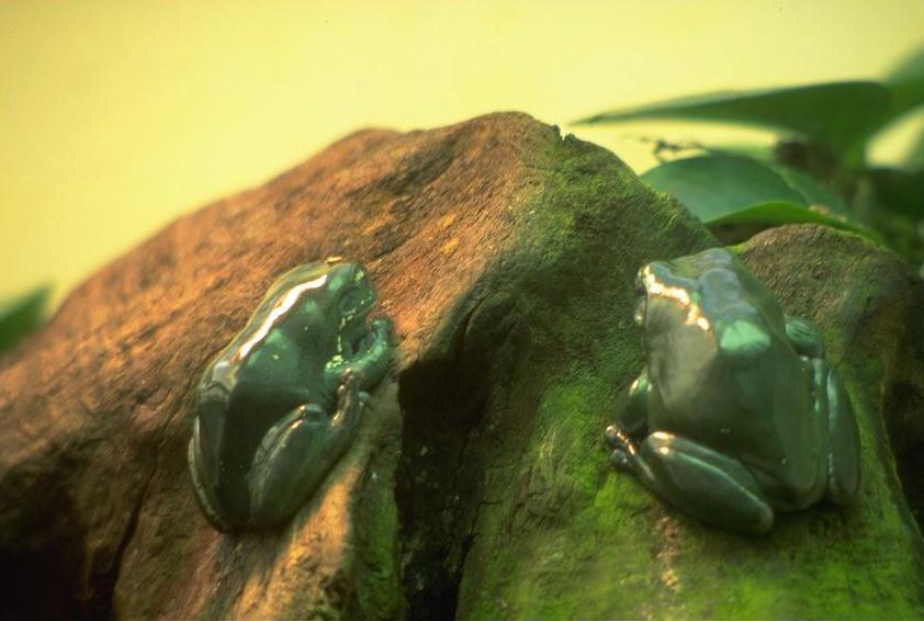 Animl043.jpg (55234 bytes)