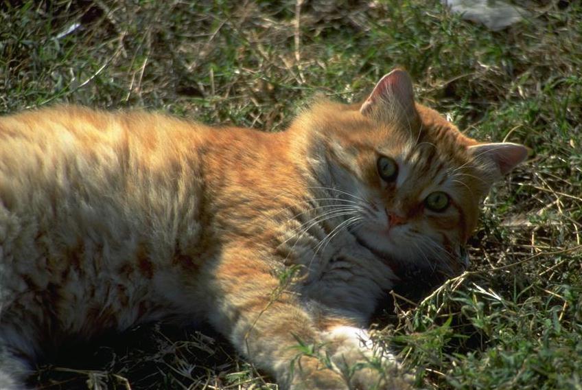 Animl070.jpg (90259 bytes)