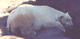 polar bear down below