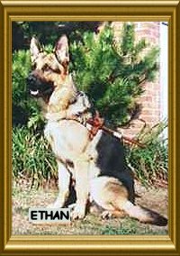 Puppy Sirius' Father - Ethan