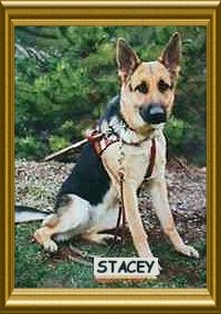Puppy Sirius' Mother - Stacey